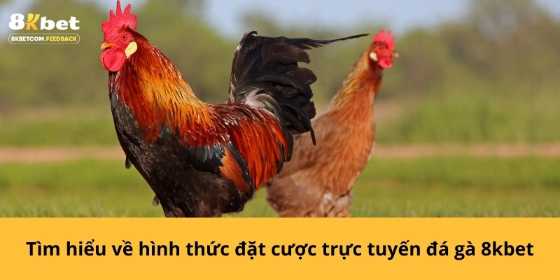 Tìm hiểu về hình thức đặt cược trực tuyến đá gà 8kbet