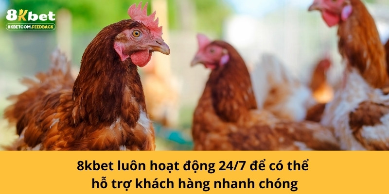 8kbet luôn hoạt động 24/7 để có thể hỗ trợ khách hàng nhanh nhất